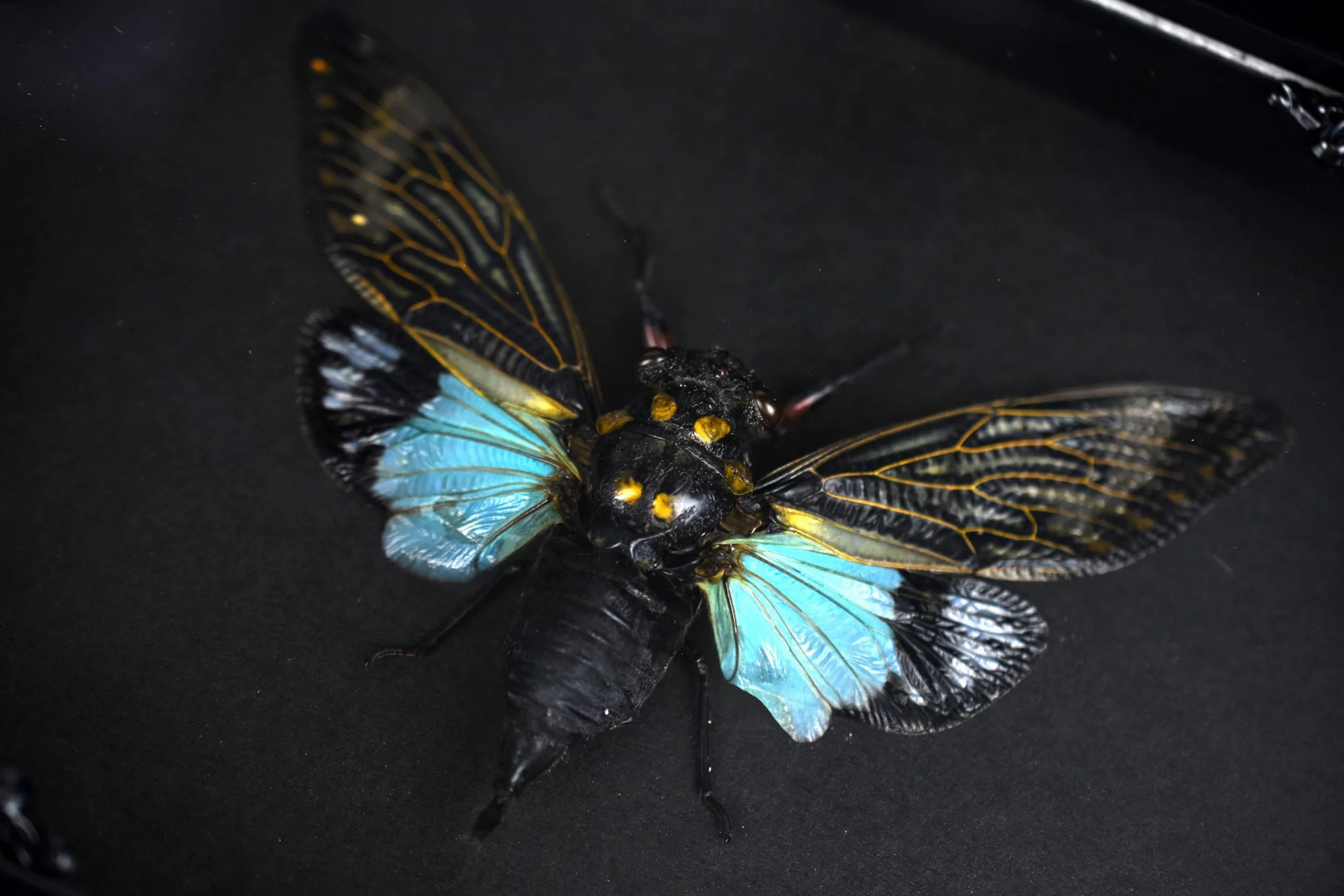 Cykada Niebieskie skrzydła owad w gotyckiej ramce Shadow Box Gothic Taxidermy Czarownica dekoracja do sypialni Goth Home Décor