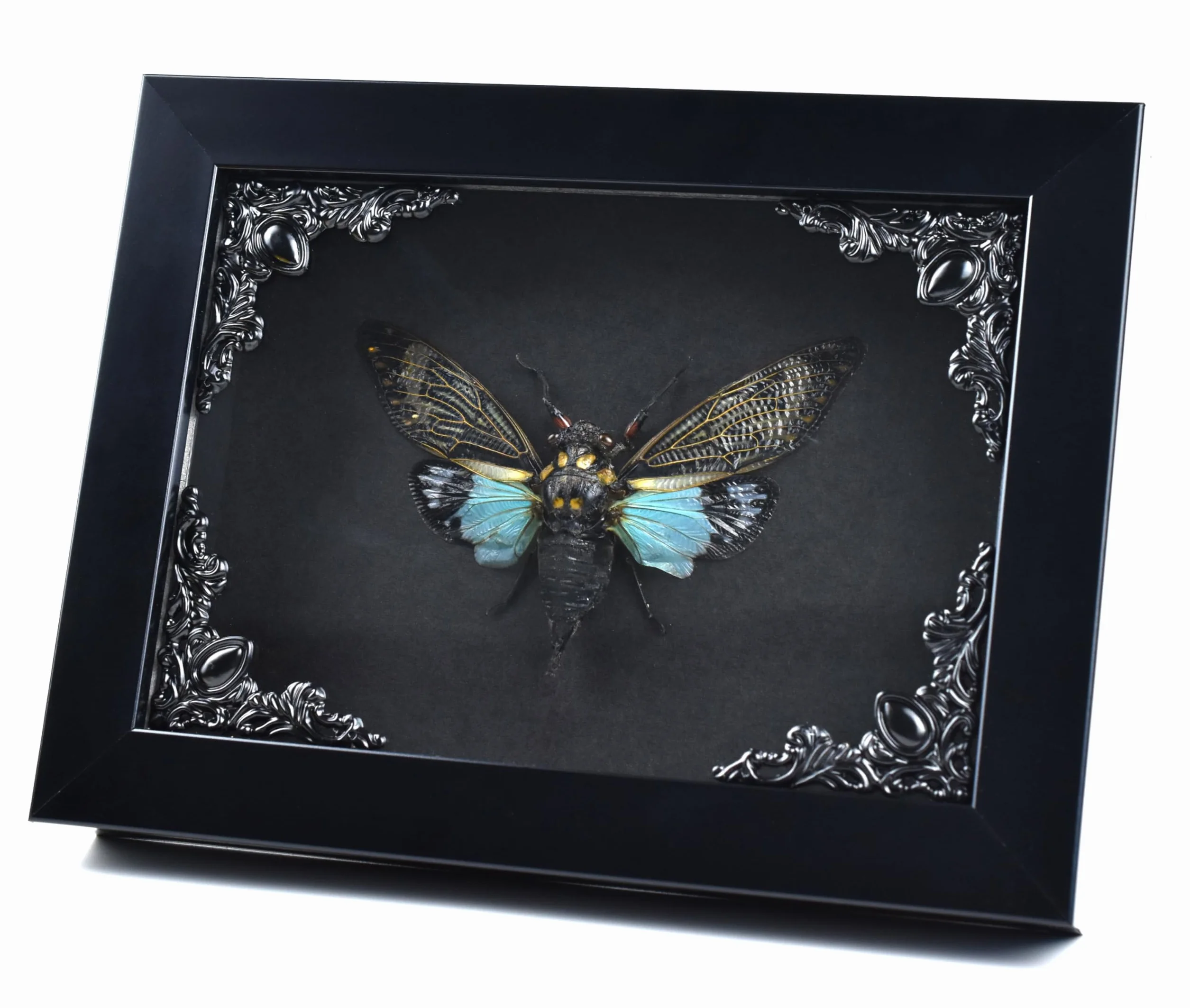 Cykada Niebieskie skrzydła owad w gotyckiej ramce Shadow Box Gothic Taxidermy Czarownica dekoracja do sypialni Goth Home Décor