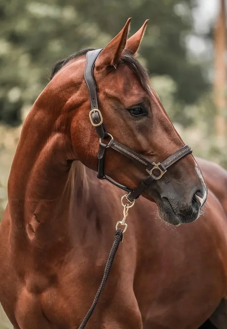 HORSE Kalendarz adwentowy Zimowe niebo 24 dni upominki dla miłośników koni niebieski