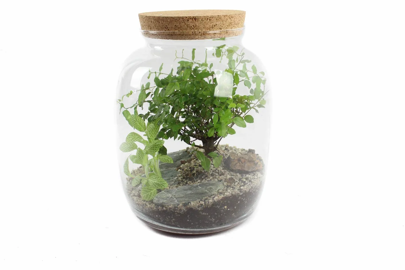 Zestaw startowy las w słoiku, terrarium roślinne, ekosystem, piasek dekoracyjny, żwir, kamyki, otoczaki