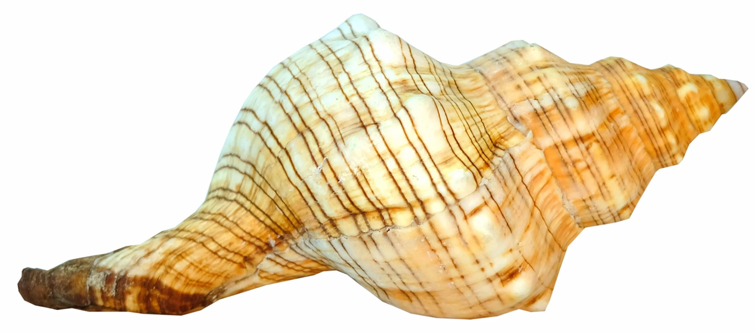 Muszla ślimaka morskiego Fasciolaria Trapezium 14-15 cm Duży model