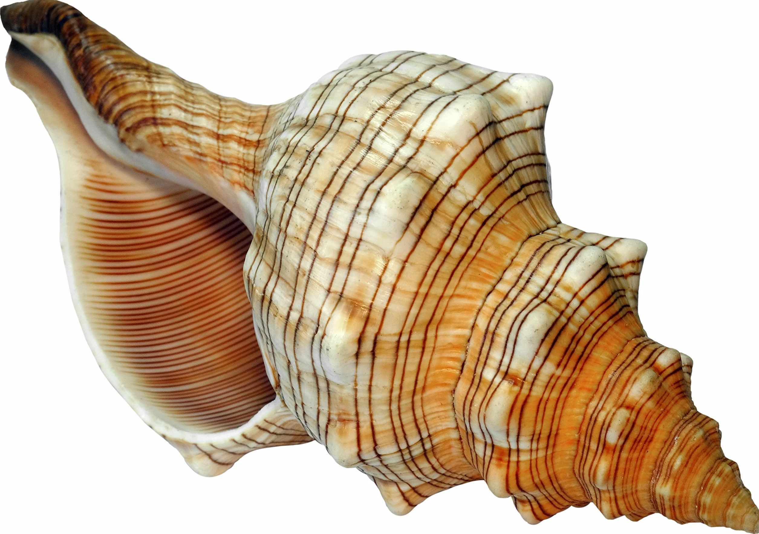 Muszla ślimaka morskiego Fasciolaria Trapezium 14-15 cm Duży model