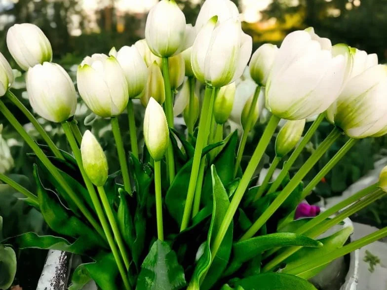 Tulipany Silikonowe Gumowane jak Żywe Premium Tulipan 40 cm 5 sztuk