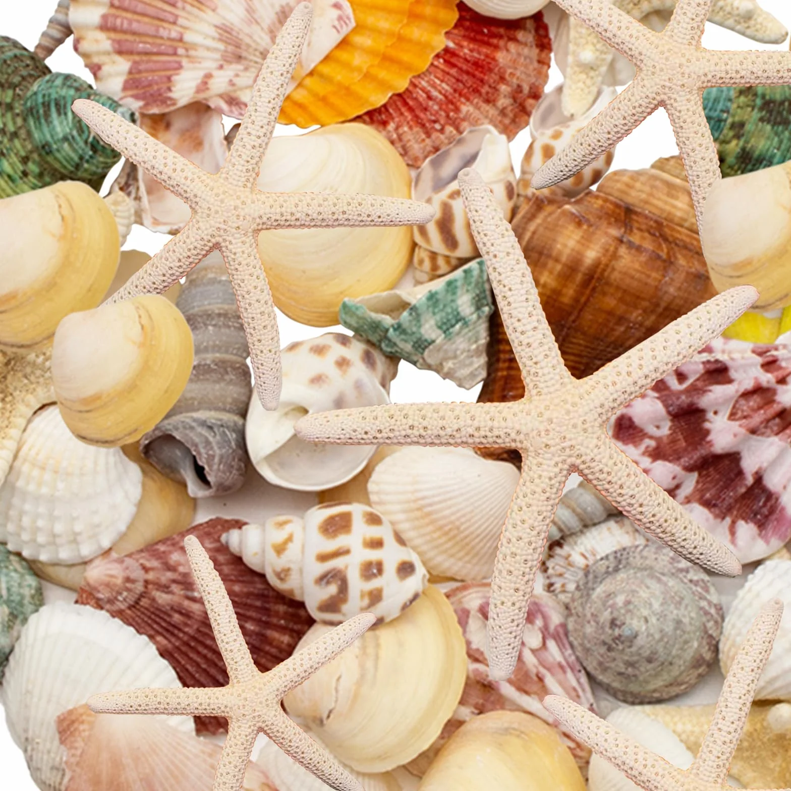 Dekoracja muszli, mieszane pudełko na muszle, muszle do majsterkowania, muszle plażowe, rozgwiazda, 340 g, na imprezy plażowe, rozproszenia stołu, dekoracja domu, rękodzieło DIY, produkcja