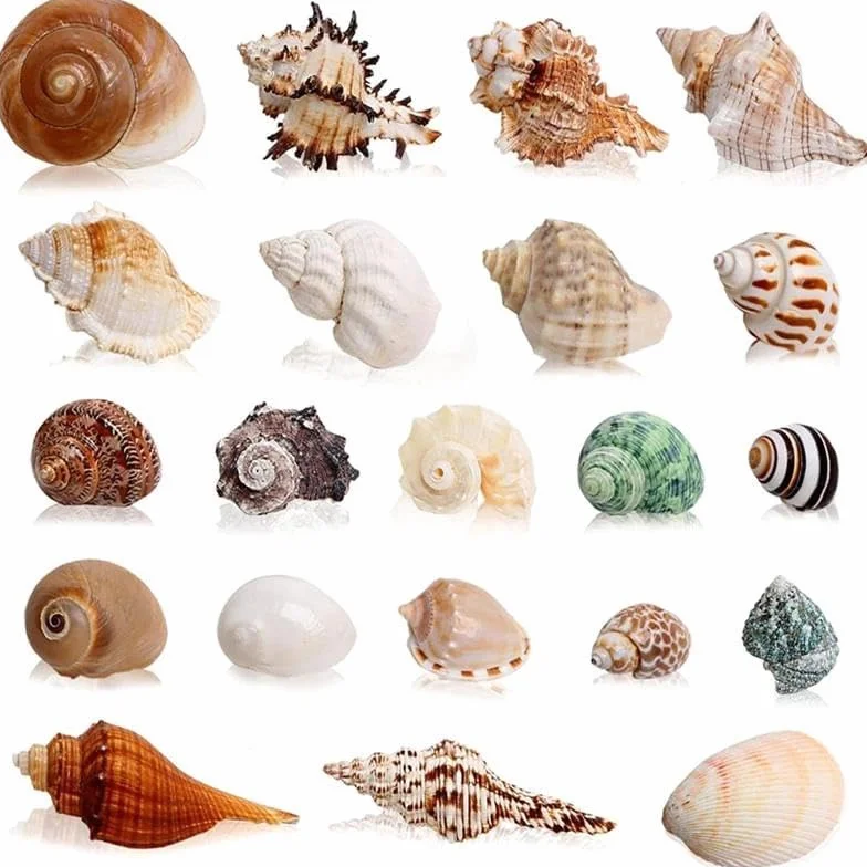 21szt. Duże Naturalne Muszle dla Pustelników, 7,6–11,9 cm Rozmiar, 4,1–6,9 cm Otwór, Muszle Morskie do Dekoracji, Rękodzieła i Akwarium Dekoracja Morska