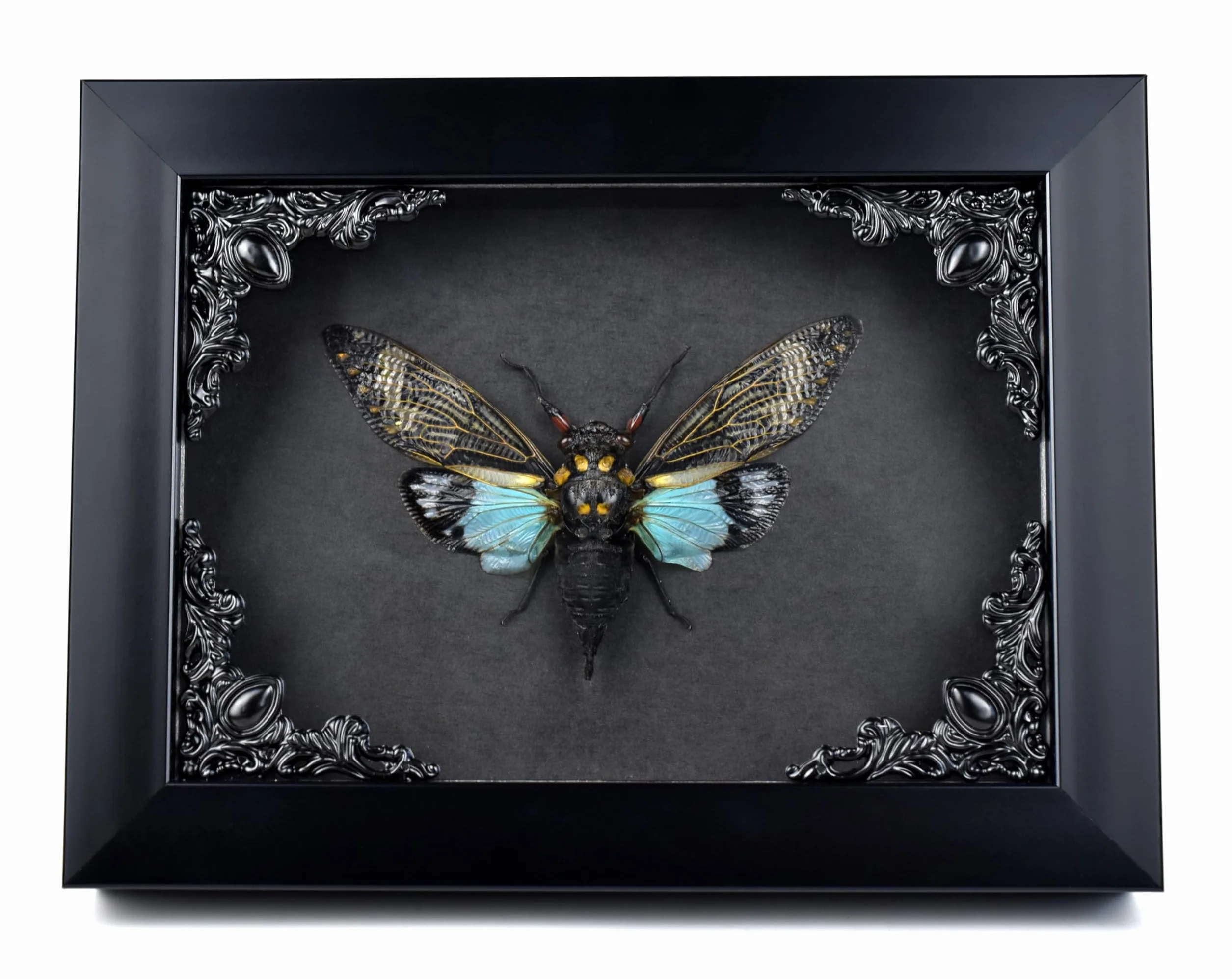 Cykada Niebieskie skrzydła owad w gotyckiej ramce Shadow Box Gothic Taxidermy Czarownica dekoracja do sypialni Goth Home Décor