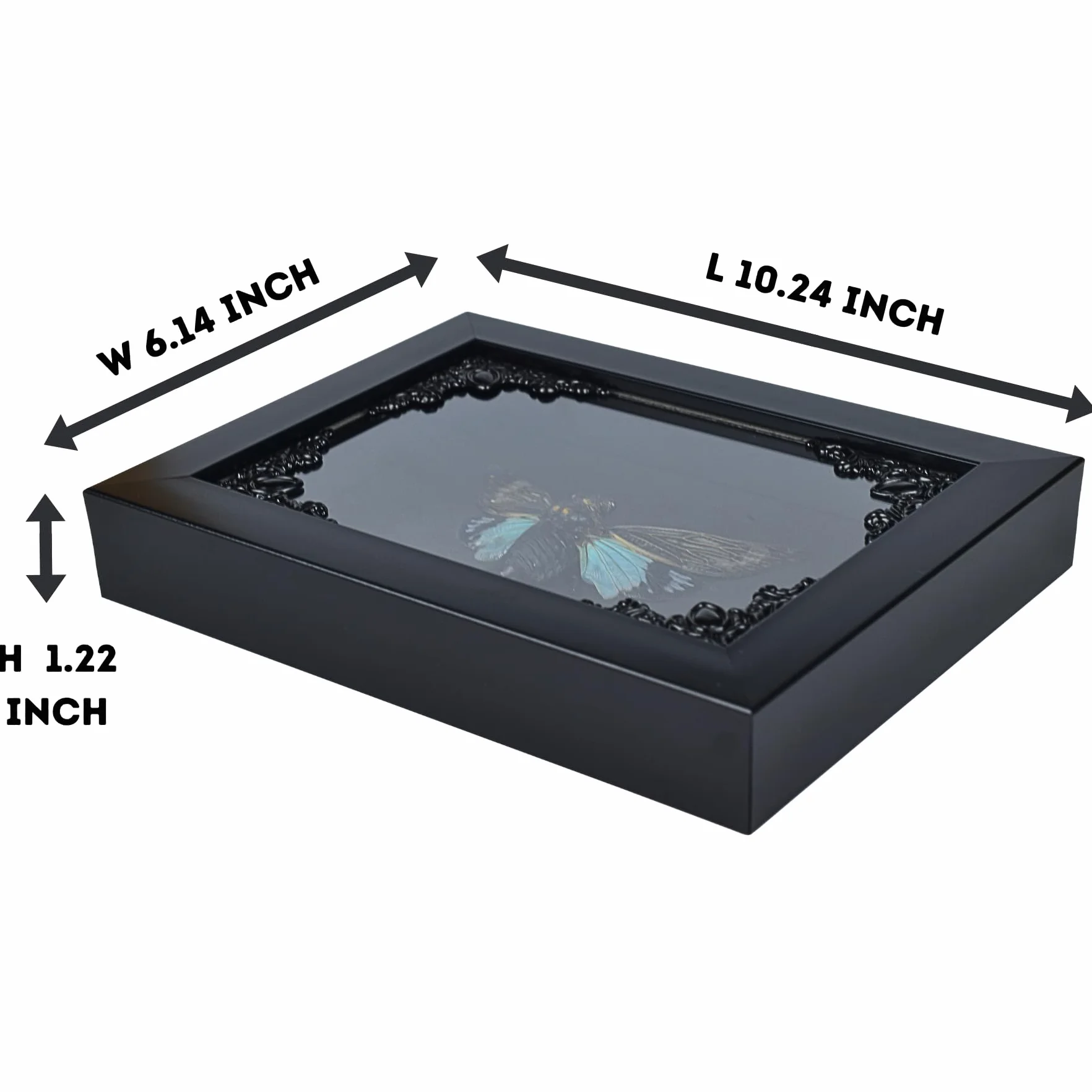 Cykada Niebieskie skrzydła owad w gotyckiej ramce Shadow Box Gothic Taxidermy Czarownica dekoracja do sypialni Goth Home Décor