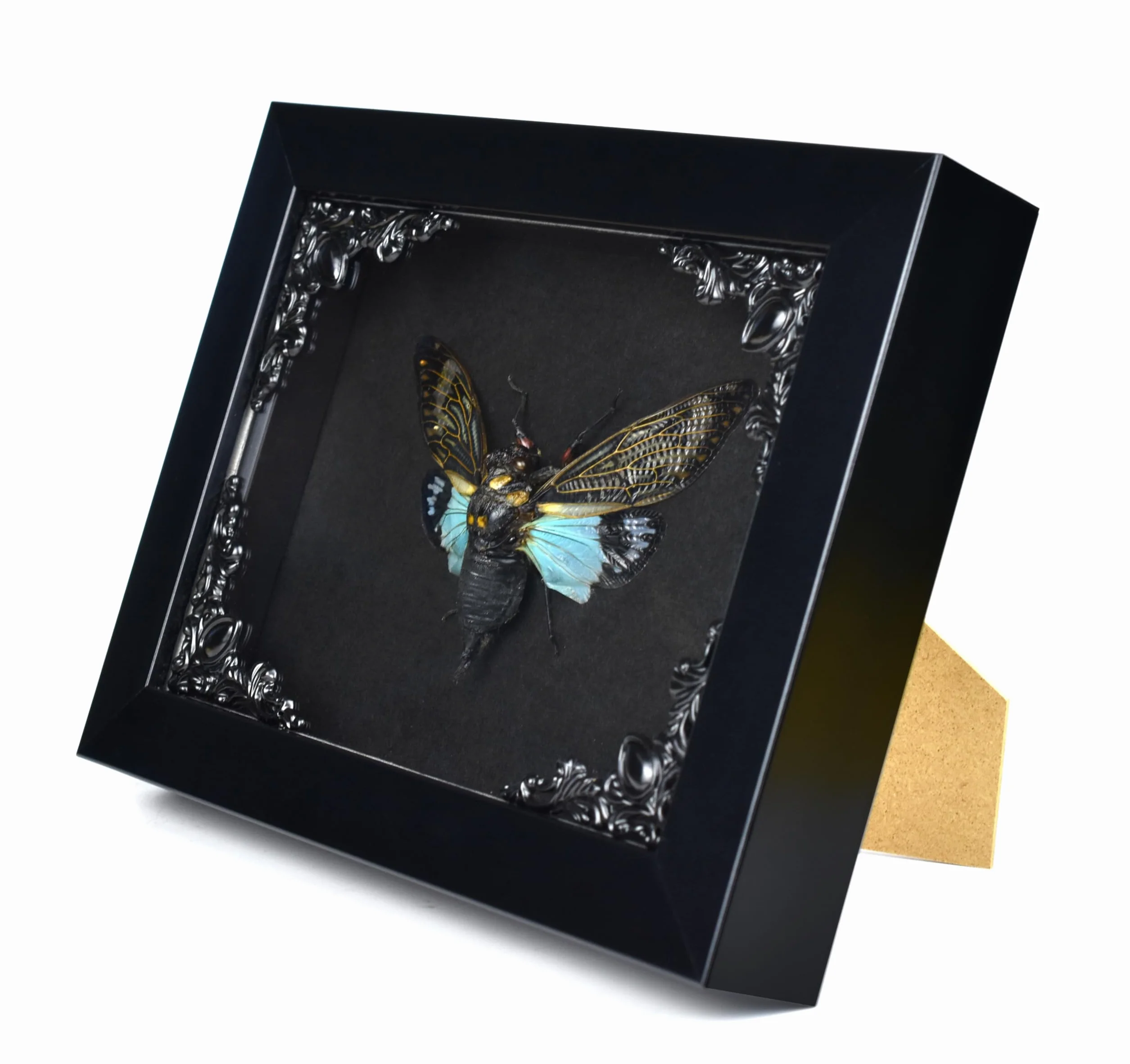 Cykada Niebieskie skrzydła owad w gotyckiej ramce Shadow Box Gothic Taxidermy Czarownica dekoracja do sypialni Goth Home Décor