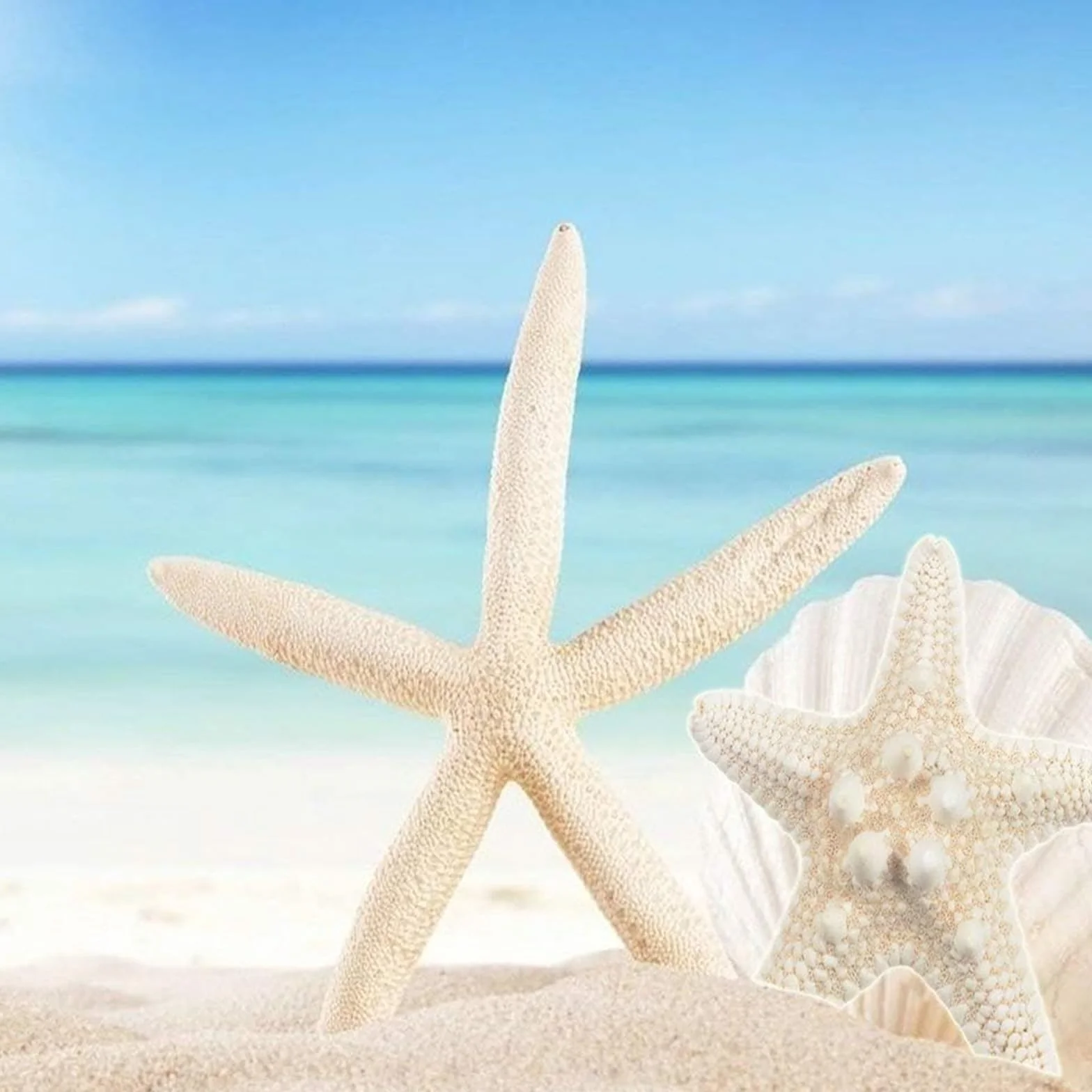 Dekoracja muszli, mieszane pudełko na muszle, muszle do majsterkowania, muszle plażowe, rozgwiazda, 340 g, na imprezy plażowe, rozproszenia stołu, dekoracja domu, rękodzieło DIY, produkcja